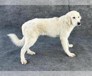 Great Pyrenees Dogs for adoption in Hanford, CA, USA