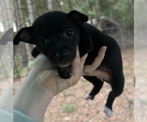 Rat Terrier Puppy for sale in WHITAKERS, NC, USA