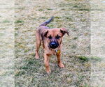 Small #4 Black Mouth Cur Mix