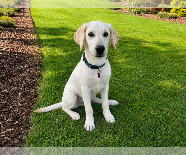 Medium Photo #2 Labrador Retriever Puppy For Sale in Clovis, CA, USA