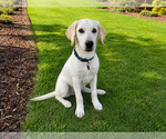 Small #1 Labrador Retriever