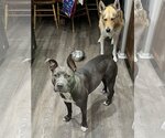 Small #1 American Staffordshire Terrier-Bulldog Mix