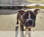 Small Photo #16 Olde English Bulldogge Puppy For Sale in KANSAS CITY, MO, USA