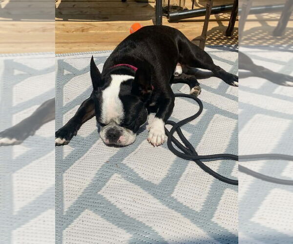 Medium Photo #3 Faux Frenchbo Bulldog Puppy For Sale in Brights Grove, Ontario, Canada
