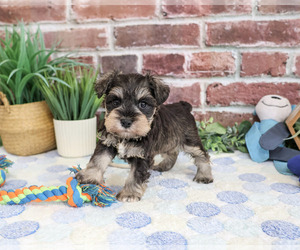 Schnauzer (Miniature) Puppy for sale in SYRACUSE, IN, USA