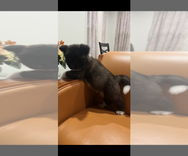 Medium Photo #3 Akita Puppy For Sale in SOMERSET, NJ, USA