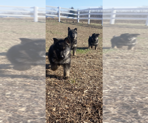 Medium Photo #17 German Shepherd Dog Puppy For Sale in SPRINGFIELD, IL, USA