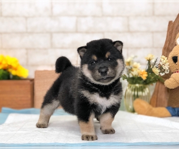 Medium Photo #4 Shiba Inu Puppy For Sale in SAN DIEGO, CA, USA