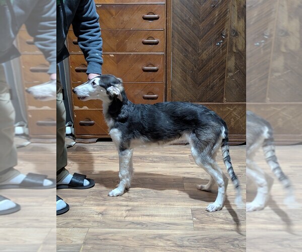 Medium Photo #7 Borzoi Puppy For Sale in FULTON, NY, USA