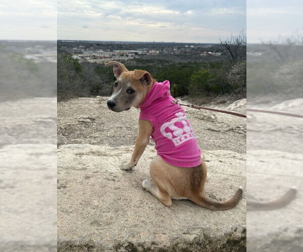 Medium Photo #20 Mutt Puppy For Sale in PIPE CREEK, TX, USA