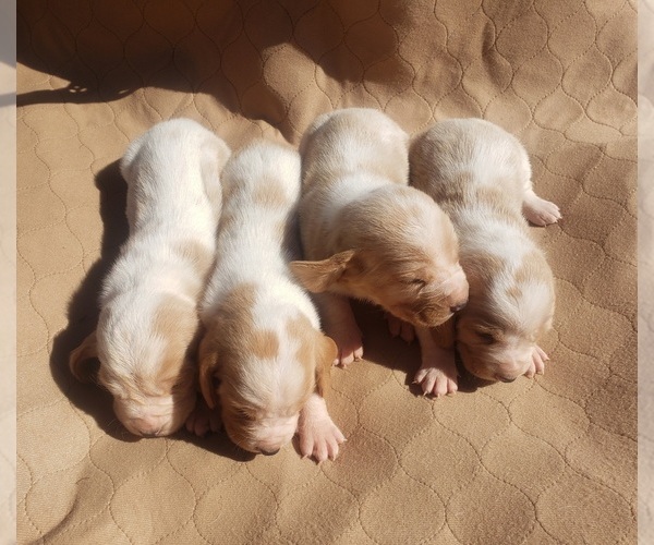 Medium Photo #4 Basset Hound Puppy For Sale in MOUNTAIN GROVE, MO, USA