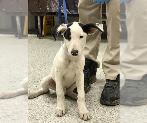 Medium Photo #1 Lab-Pointer Puppy For Sale in Conroe, TX, USA