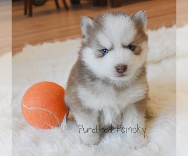 Medium Photo #1 Pomsky Puppy For Sale in KANSAS CITY, MO, USA