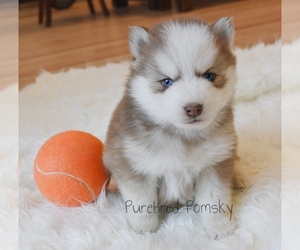 Pomsky Puppy for sale in KANSAS CITY, MO, USA