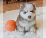 Image preview for Ad Listing. Nickname: Winston Pomsky