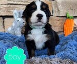 Small Photo #10 Bernese Mountain Dog Puppy For Sale in BRANSON, MO, USA