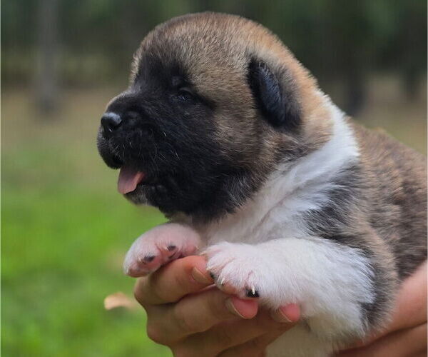 Medium Photo #5 Akita Puppy For Sale in STRAFFORD, MO, USA