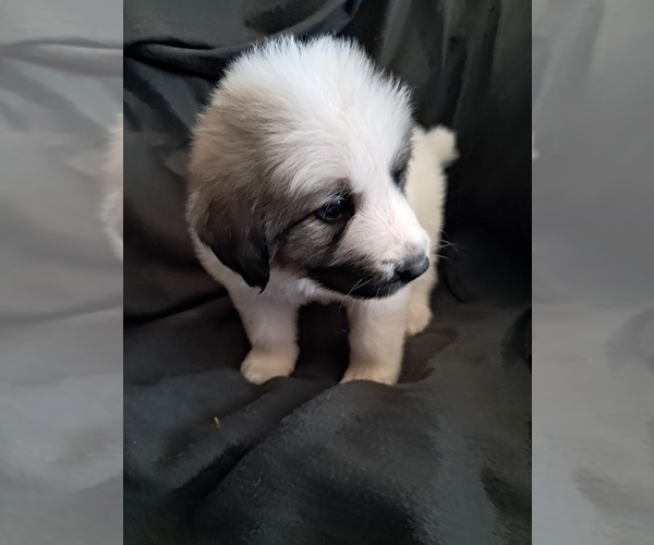 Medium Photo #32 Great Pyrenees Puppy For Sale in BANCROFT, WI, USA