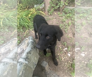 Border Collie-Golden Retriever Mix Puppy for sale in WARREN, MI, USA