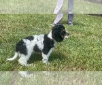 Small #3 Cocker Spaniel