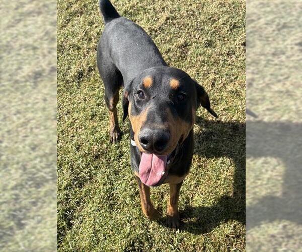 Medium Photo #1 Doberman Pinscher Puppy For Sale in Riverside, CA, USA