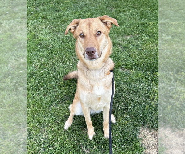 Medium Photo #5 Mutt Puppy For Sale in Evansville, IN, USA