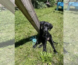 Labrador Retriever-Unknown Mix Dogs for adoption in Sandy, UT, USA