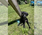 Small Labrador Retriever Mix