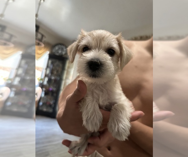 Medium Photo #1 Schnauzer (Miniature) Puppy For Sale in CITRUS HEIGHTS, CA, USA