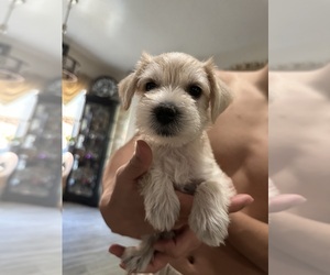 Medium Schnauzer (Miniature)