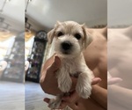 Puppy Chela Schnauzer (Miniature)
