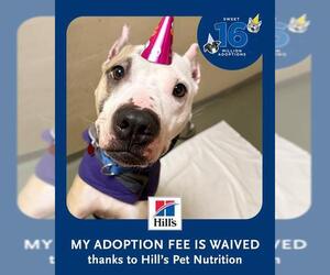 Mutt Dogs for adoption in Boston, MA, USA