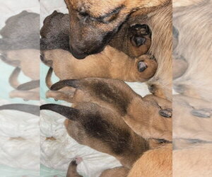 Flower Patch Litter Paintbrush - Located in TX - Male American Pit Bull Terrier-Unknown Mix Dog for Adoption - Photo #5