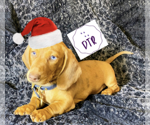 Dachshund Puppy for sale in ACTON, CA, USA