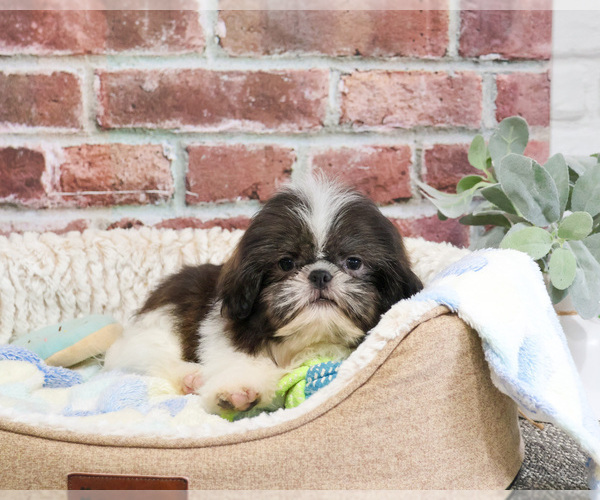 Medium Photo #7 Shih Tzu Puppy For Sale in SYRACUSE, IN, USA