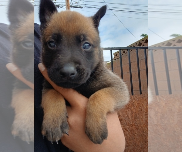 Medium Photo #3 Belgian Malinois Puppy For Sale in OXNARD, CA, USA