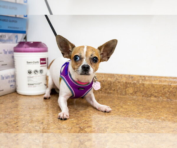 Medium Photo #4 Chihuahua Puppy For Sale in Mundelein, IL, USA