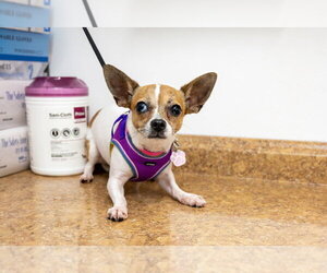 Hana - Female Chihuahua Dog for Adoption - Photo #4