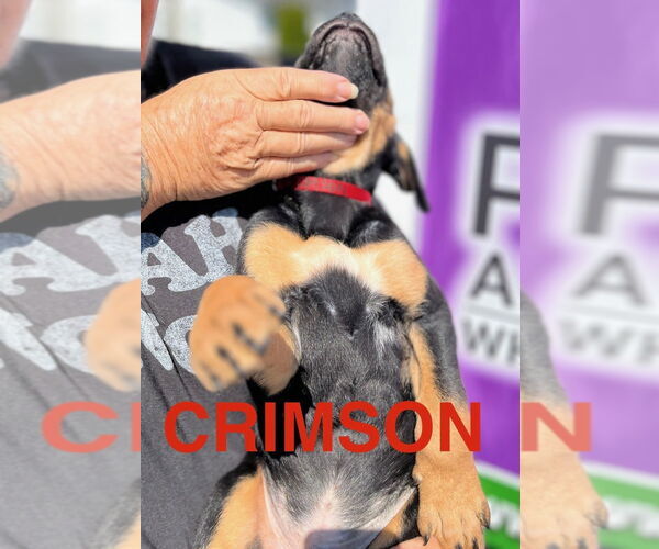 Medium Photo #2 Mutt Puppy For Sale in Mooresville, NC, USA