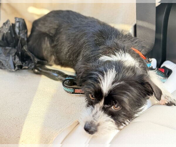 Medium Photo #12 Mutt Puppy For Sale in Corona, CA, USA