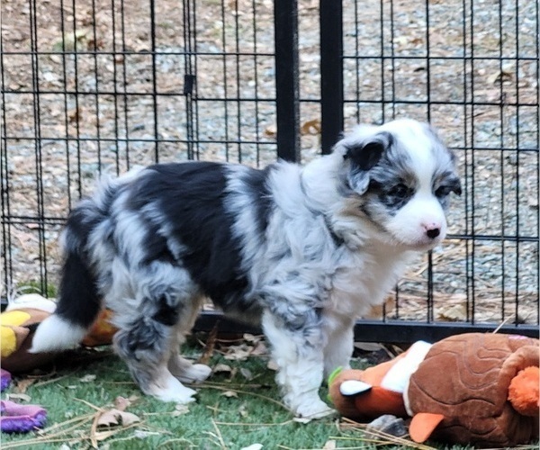 Medium Photo #8 Australian Shepherd Puppy For Sale in PIONEER, CA, USA