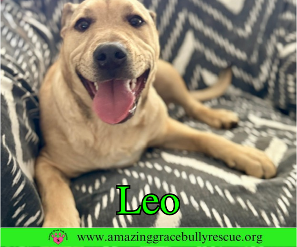 Medium Photo #7 Bulldog-Labrador Retriever Mix Puppy For Sale in Pensacola, FL, USA