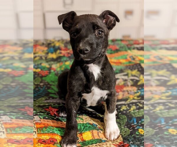Medium Photo #4 American Pit Bull Terrier-Unknown Mix Puppy For Sale in Fresno, CA, USA