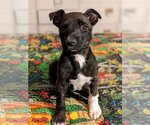 Small Photo #4 American Pit Bull Terrier-Unknown Mix Puppy For Sale in Fresno, CA, USA