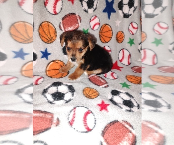 Medium Photo #5 Yorkshire Terrier Puppy For Sale in LAPEER, MI, USA