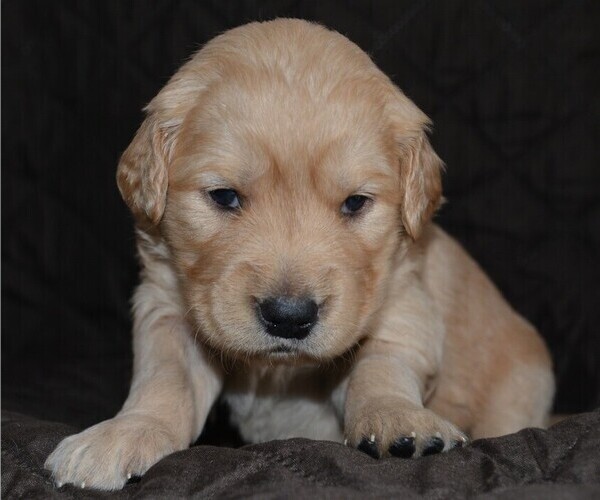 Medium Photo #1 Golden Retriever Puppy For Sale in POULSBO, WA, USA