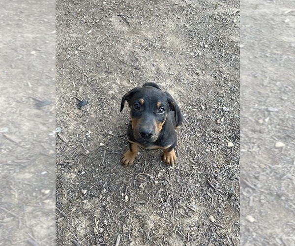 Medium Photo #1 Doberman Pinscher-Labrador Retriever Mix Puppy For Sale in LAFAYETTE, TN, USA