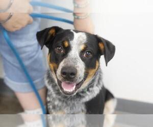 Mutt Dogs for adoption in Mountain Home, AR, USA