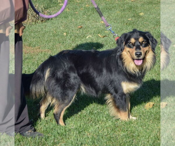 Medium Photo #2 Australian Shepherd-Unknown Mix Puppy For Sale in Huntley, IL, USA