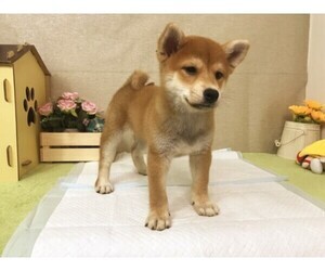 Shiba Inu Puppy for sale in SAN JOSE, CA, USA